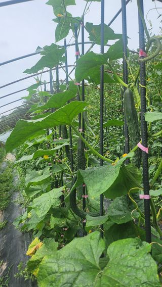 도시농부님의 오이 · 영농일지 작성글 사진