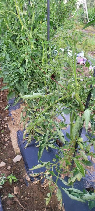 소데카님의 토마토 · 병해충상담 작성글 사진