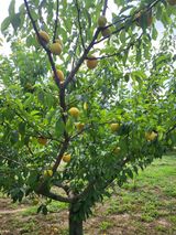 팜모닝 기타작물·자유게시판 게시글 이미지