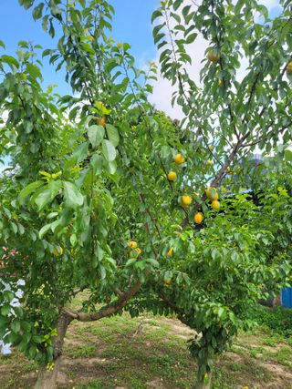 정정숙님의 기타작물 · 자유게시판 작성글 사진