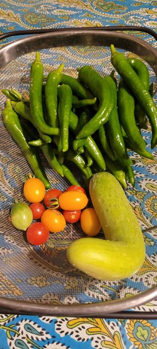 소데카님의 토마토 · 영농일지 작성글 사진