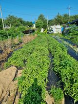 팜모닝 감자·자유게시판 게시글 이미지