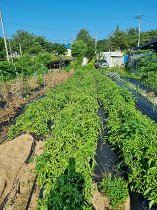 정민지호맘님의 감자 · 자유게시판 작성글 사진