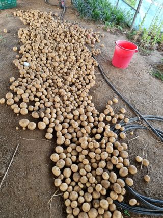 정민지호맘님의 감자 · 자유게시판 작성글 사진