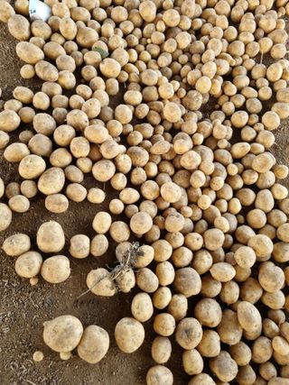 정민지호맘님의 감자 · 자유게시판 작성글 사진