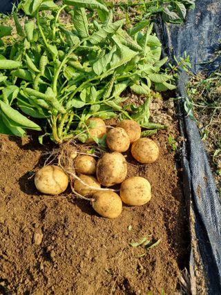 정민지호맘님의 감자 · 자유게시판 작성글 사진