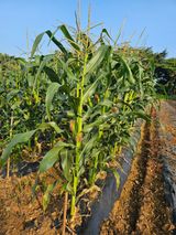 팜모닝 옥수수·자유게시판 게시글 이미지