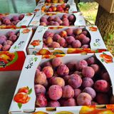 팜모닝 자유주제·자유게시판 게시글 이미지