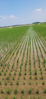 팜모닝 벼·자유게시판 게시글 이미지