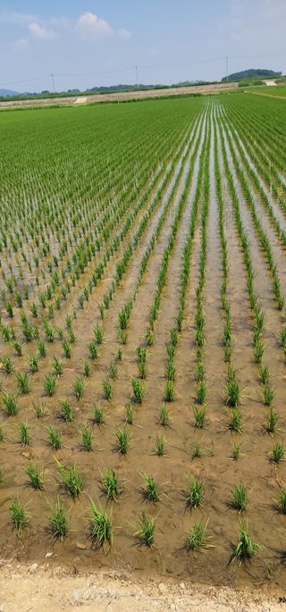 김문철님의 벼 · 자유게시판 작성글 사진