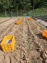 팜모닝 마늘·영농일지 게시글 이미지