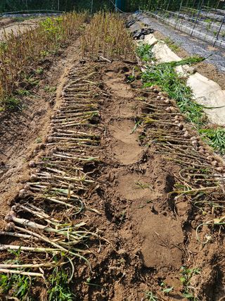 서상진님의 마늘 · 영농일지 작성글 사진