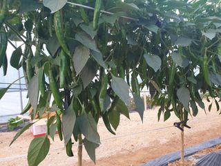 홍미옥님의 자유주제 · 자유게시판 작성글 사진