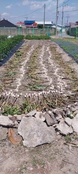 팜모닝 마늘·수확 게시글 이미지