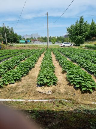 유원종님의 고구마 · 자유게시판 작성글 사진