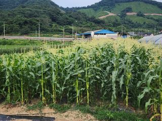 김영준님의 장마 대비 어떻게 하셨나요? · 참여 작성글 사진