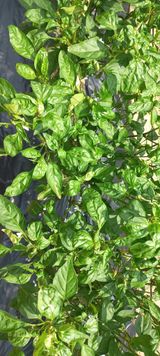 팜모닝 고추·병해충상담 게시글 이미지