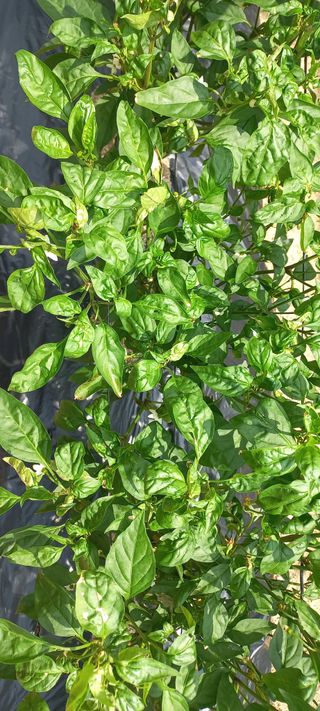 척야산농장(최연봉)님의 고추 · 병해충상담 작성글 사진