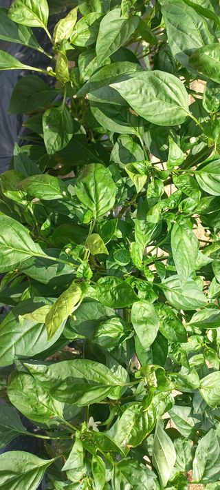 척야산농장(최연봉)님의 고추 · 병해충상담 작성글 사진