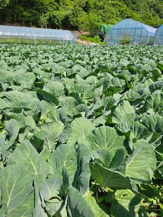 배추20389님의 양배추 · 자유게시판 작성글 사진