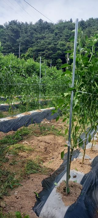 고병길님의 자유주제 · 자유게시판 작성글 사진