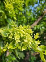 팜모닝 기타작물·병해충상담 게시글 이미지