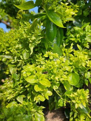 김미선님의 기타작물 · 병해충상담 작성글 사진