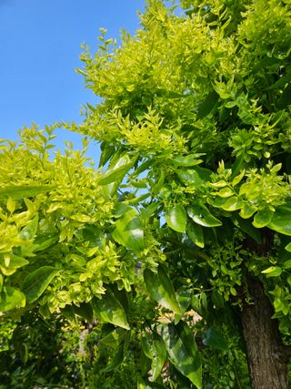 김미선님의 기타작물 · 병해충상담 작성글 사진