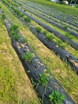 팜모닝 기타작물·영농일지 게시글 이미지