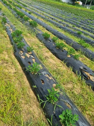 플러스밸류님의 기타작물 · 영농일지 작성글 사진