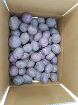 팜모닝 감자·자유게시판 게시글 이미지