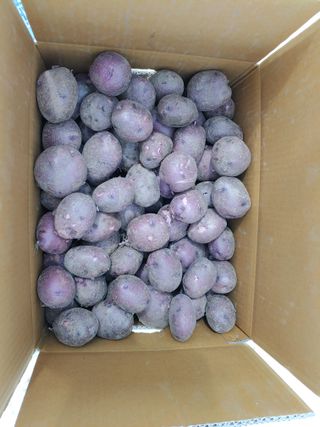 초보농부님의 감자 · 자유게시판 작성글 사진