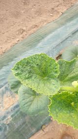 팜모닝 자유주제·자유게시판 게시글 이미지