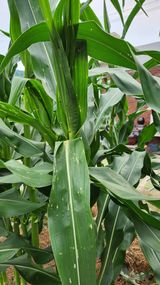 팜모닝 옥수수·병해충상담 게시글 이미지