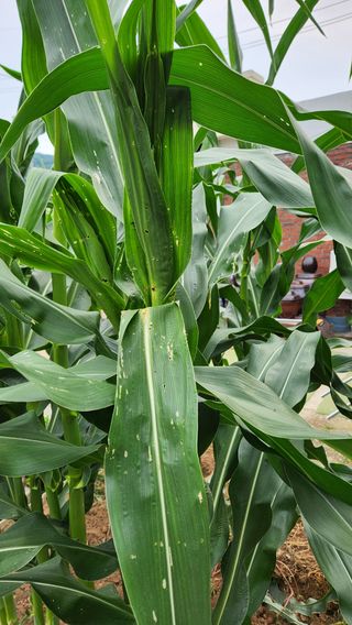 cu님의 옥수수 · 병해충상담 작성글 사진