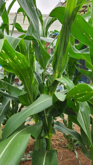 cu님의 옥수수 · 병해충상담 작성글 사진