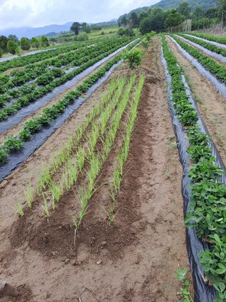 가물치님의 장마 대비 어떻게 하셨나요? · 참여 작성글 사진