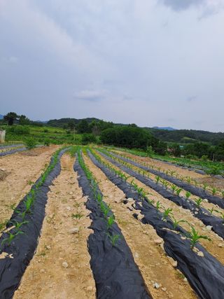 가물치님의 장마 대비 어떻게 하셨나요? · 참여 작성글 사진