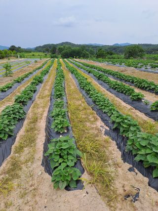 가물치님의 장마 대비 어떻게 하셨나요? · 참여 작성글 사진