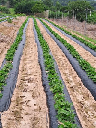 가물치님의 장마 대비 어떻게 하셨나요? · 참여 작성글 사진