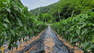 권경석님의 고추 · 일상 작성글 사진