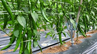 권경석님의 고추 · 일상 작성글 사진