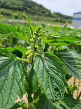 팜모닝 참깨·병해충상담 게시글 이미지