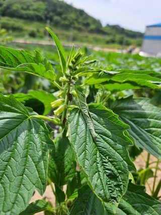 토성님의 참깨 · 병해충상담 작성글 사진