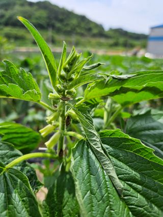토성님의 참깨 · 병해충상담 작성글 사진