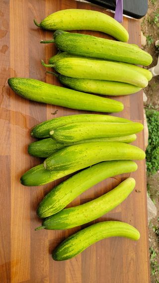 몽실농장님의 장마 대비 어떻게 하셨나요? · 참여 작성글 사진