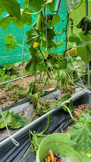 몽실농장님의 장마 대비 어떻게 하셨나요? · 참여 작성글 사진