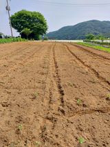 팜모닝 들깨·영농일지 게시글 이미지