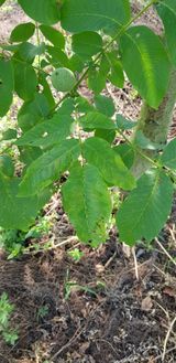 팜모닝 팜모닝 병해충 연구회·병해충상담 게시글 이미지