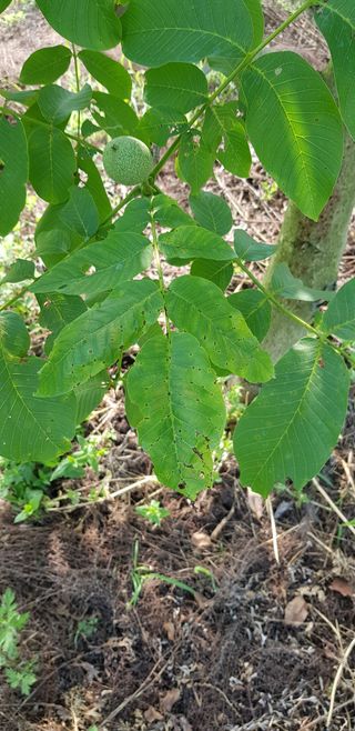 겨울님의 팜모닝 병해충 연구회 · 병해충상담 작성글 사진